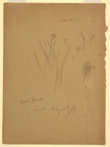 Tegning, Vannplanter, Roma Italia av Frederic Edwin Church