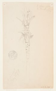 Blader og stilk av et palmetre, Aspinwall, Panama av Frederic Edwin Church