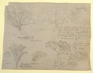 Serie med botaniske studier inkludert en alligator og et monstrøst tre, sett fra Rio Magdalena, Colombia av Frederic Edwin Church