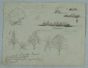 Skisser fra Rio Magdalena, Colombia: Plants, Steamer, and a Champan av Frederic Edwin Church