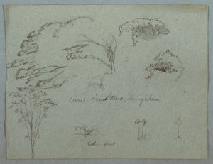 Studier fra Rio Magdalena, Colombia: Tretopper, Flying White Bird, Vines og Three Flower Plants av Frederic Edwin Church
