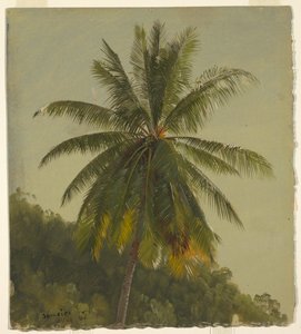 Studie av Palm Tree, Jamaica av Frederic Edwin Church