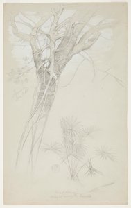 Studie av trestamme, parasittvinstokk og palmeplante, Jamaica av Frederic Edwin Church