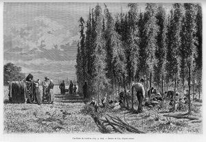 Humleplukking. Gravering av Lix, for å illustrere historien A Through Alsace and Lorraine, i 1887, av Charles Grad, tysk stedfortreder, i tour du monde 1888, regissert av Edouard Charton (1807-1890), Hachette, Paris.