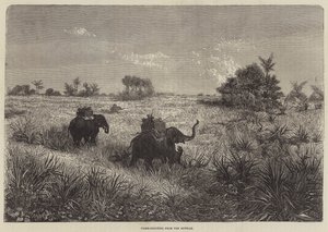 India og prinsen av Wales, tigerskyting fra Howdah av Frederic Theodore Lix