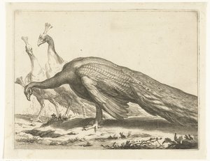 Peacocks The Drawing Book of Abraham Bloemaert (serietittel)
