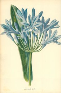 afrikansk lilje av Frederick Edward Hulme
