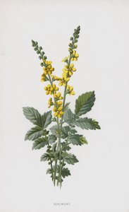 Agrimony (chromolitho) av Frederick Edward Hulme