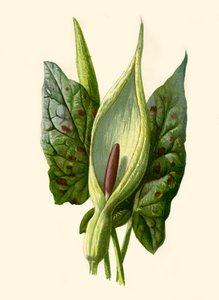 Arum eller gjøkpint, 1877. av Frederick Edward Hulme