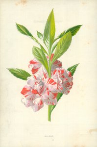 Balsam av Frederick Edward Hulme