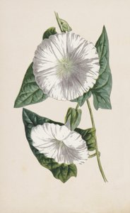 Bindweed (chromolitho) av Frederick Edward Hulme