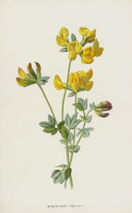 Fugle-foot trefoil (chromolitho) av Frederick Edward Hulme