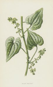 Black Bryony (chromolitho) av Frederick Edward Hulme