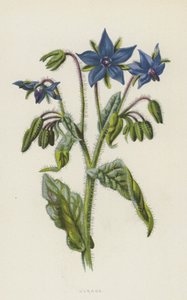 Borage (chromolitho)