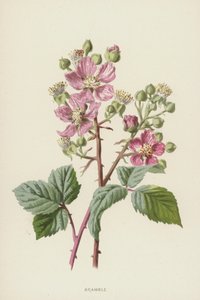 Bramble (chromolitho) av Frederick Edward Hulme