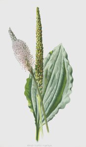 Bredbladet groblad (chromolitho) av Frederick Edward Hulme