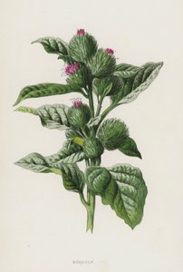 Burdock (chromolitho) av Frederick Edward Hulme