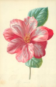 Camellia av Frederick Edward Hulme