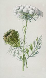Gulrot (chromolitho) av Frederick Edward Hulme