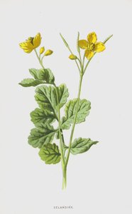 Celandine (chromolitho) av Frederick Edward Hulme