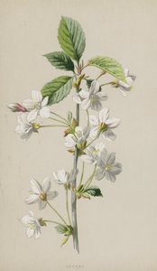 Kirsebær (chromolitho) av Frederick Edward Hulme