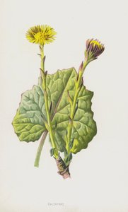 Hesteføl (chromolitho) av Frederick Edward Hulme