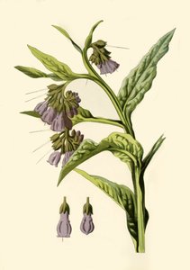 Comfrey, 1877. av Frederick Edward Hulme