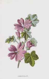 Vanlig malve (chromolitho) av Frederick Edward Hulme