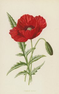 Vanlig valmue (chromolitho) av Frederick Edward Hulme