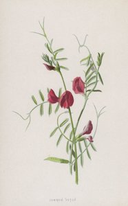 Vanlig vikker (chromolitho) av Frederick Edward Hulme