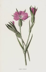 Corn-Cockle (chromolitho) av Frederick Edward Hulme