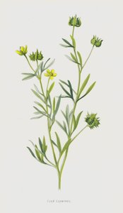 Mais kråkefot (chromolitho) av Frederick Edward Hulme