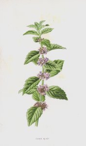 Mais mynte (chromolitho) av Frederick Edward Hulme
