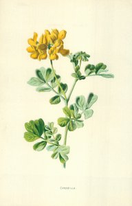 Krone av Frederick Edward Hulme