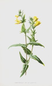 Ku-hvete eller Melampyre (chromolitho) av Frederick Edward Hulme