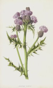 Krypende tistel (chromolitho) av Frederick Edward Hulme