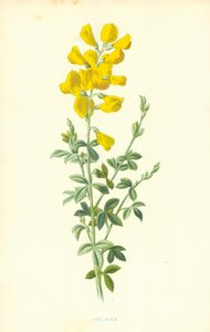 Cytisus av Frederick Edward Hulme