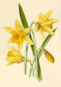 Påskelilje, 1877.