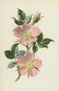 Dog-Rose (chromolitho) av Frederick Edward Hulme