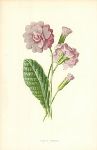 Dobbel Primrose av Frederick Edward Hulme