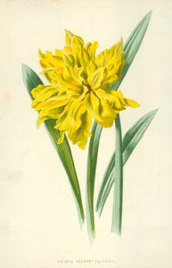 Dobbel trompet påskelilje av Frederick Edward Hulme