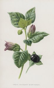 Dwale, eller Deadly Nightshade (chromolitho) av Frederick Edward Hulme