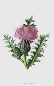 Dvergetistel (chromolitho) av Frederick Edward Hulme
