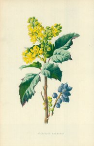 Eviggrønn berberis av Frederick Edward Hulme