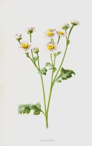Feberfew (chromolitho) av Frederick Edward Hulme