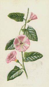 Field Convolvulus (chromolitho) av Frederick Edward Hulme