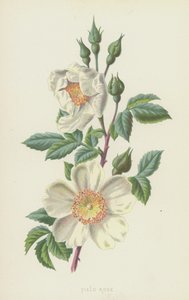 Field Rose (chromolitho) av Frederick Edward Hulme
