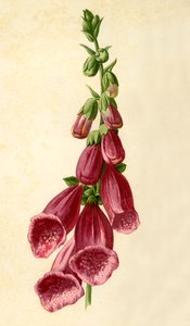 Foxglove, 1877. av Frederick Edward Hulme