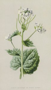 Hvitløk-sennep eller saus-alene (chromolitho) av Frederick Edward Hulme