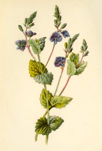 Germander Speedwell, 1877. av Frederick Edward Hulme